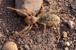 Media - Loài nhện "khủng" có khả năng săn thằn lằn, chim, tấn công cả con người