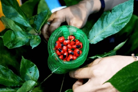 Việt Nam có loại hạt quý hiếm đắt nhất nhì thế giới, giá 240 triệu đồng/kg còn không có để mua