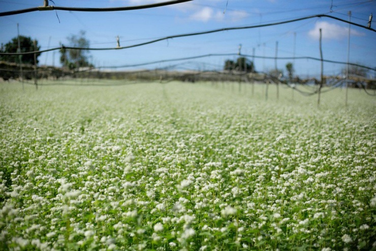 Mê mẩn vườn hoa tam giác mạch trắng muốt ở Ka Đô