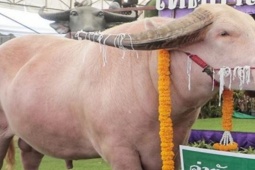 Thị trường - Tiêu dùng - Bán con trâu có màu hiếm, anh nông dân "ôm" 12 tỷ đồng về nhà