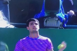 Thể thao - Kỳ lạ trận tennis Alcaraz bị ong đốt, người hùng thu phục "kẻ quấy rối"