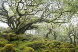 Du lịch - Chiêm ngưỡng những khu rừng tuyệt đẹp mê hoặc du khách