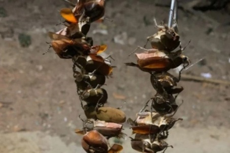 Loài phá hoại nhìn sởn gai ốc, nay thành đặc sản trên bàn nhậu, giá 300.000 đồng/kg