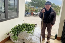 Pháp luật - Ông lão 82 tuổi bí mật trồng 750 cây thuốc phiện cạnh nhà