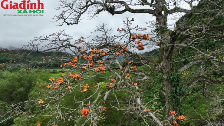 Theo các cao niên địa phương, cây gạo này có tuổi đời hơn 500 năm, được người dân xem là báu vật thiêng liêng, vô giá, gắn với bao thăng trầm lịch sử của vùng đất Tuyên Hóa. Cụ Mai Xuân Thưởng (SN 1932) cho biết, từ lúc cụ sinh ra và biết nhớ những hình ảnh của quê hương đã thấy cây gạo ở đó. Khi hỏi các bậc tiền bối, họ cũng không biết được tuổi của cây gạo mà chỉ biết trong lời truyền miệng cây gạo gắn bó với làng, với người Thạch Hóa qua rất nhiều thế hệ.