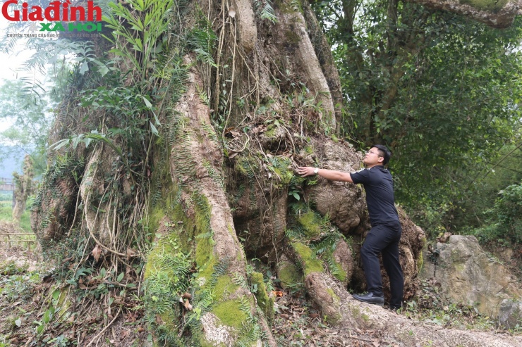 Cây gạo cổ thụ có chu vi gốc 18m, chu vi thân 14m. Gốc cây rộng lớn, 10 người ôm không xuể, nhiều rễ lớn mọc và nổi lên mặt đất.