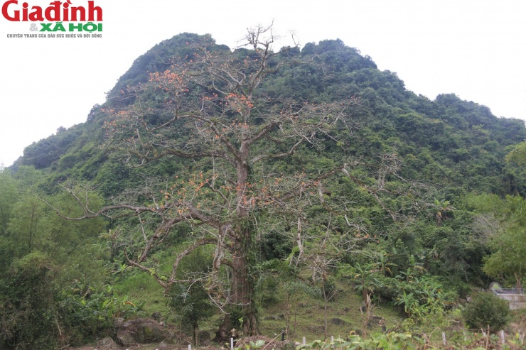 Cây gạo cao khoảng 30 mét, tán rộng hơn 20 mét. Những ngày giữa tháng 3, cây gạo hoa cam này nở rực.