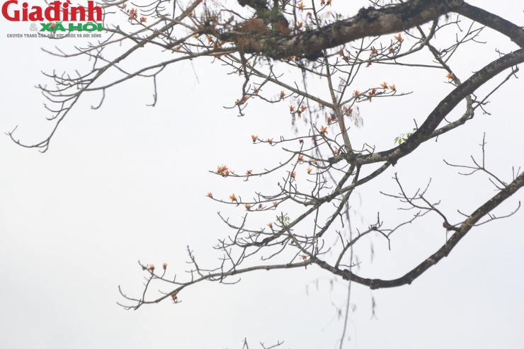 Ngắm cây gạo 500 tuổi nở hoa "bung lụa" giữa đại ngàn - 6