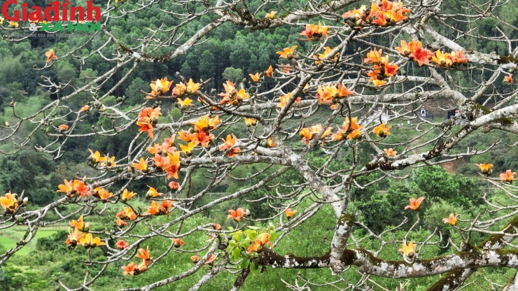 Cây có nhiều nhánh lớn, tỏa bóng một vùng, mỗi nhánh có hình thù uốn lượn rất độc đáo giữa không trung.
