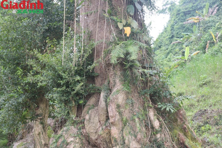 Ông Nguyễn Thanh Tú (SN 1962), nhân viên Khu bảo tồn voọc gáy trắng Tuyên Hóa cho biết, trước đây nhiều người nghĩ một số bộ phận cây gạo có thể trị bệnh, do không có người bảo vệ nên một phần của cây bị xâm hại. Mong muốn bảo vệ cây quý, ông cùng nhiều người dân tổ chức ra phát quang và bảo vệ cây gạo cùng với loài voọc quý hiếm. Ngoài việc tình nguyện bảo vệ cây gạo cổ thụ, ông Tú đề xuất với chính quyền địa phương và cơ quan chức năng làm hồ sơ gửi cho Hội Di sản văn hóa Việt Nam đề nghị công nhận Cây di sản.