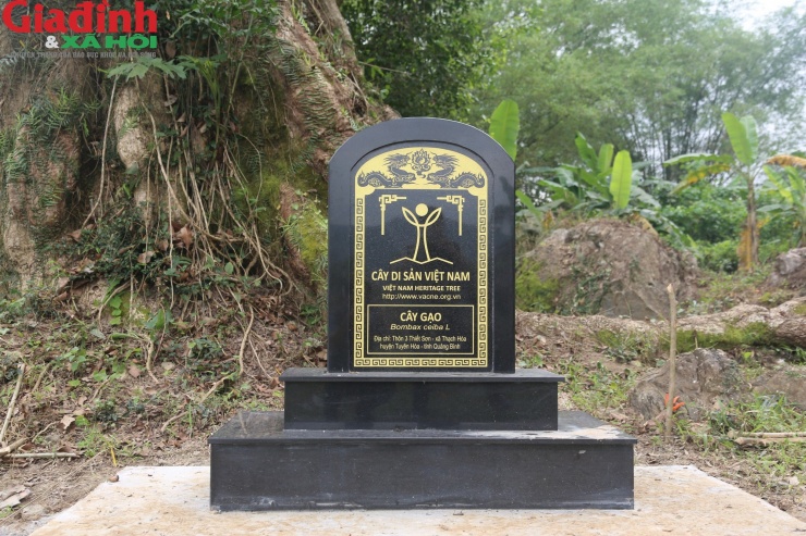 Tháng 4/2023, Hội Di sản văn hóa huyện Tuyên Hóa làm hồ sơ trình cấp có thẩm quyền xem xét, công nhận cây gạo cổ thụ ở Thạch Hóa là Cây Di sản Việt Nam. Đến ngày 23/5/2023, Hội Bảo vệ Thiên nhiên và Môi trường Việt Nam đã có văn bản thông báo: "Cây gạo ở thôn 3 Thiết Sơn (xã Thạch Hóa) đã được xét duyệt là Cây Di sản Việt Nam".