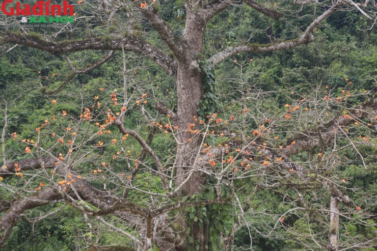 Theo người dân địa phương, mùa hoa gạo, những đàn voọc đen gáy trắng và nhiều loài chim thường tìm đến cây gạo để kiếm ăn, tạo nên khung cảnh yên bình, đẹp mắt giữa cánh đồng xanh ngát.