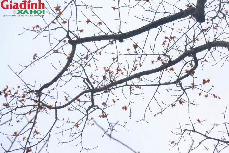 Ông Trần Văn Bằng, Chủ tịch UBND xã Thạch Hóa cho biết, cây gạo hoa cam cổ thụ là niềm tự hào của nhân dân Thạch Hóa. Nó là biểu tượng của sức sống mãnh liệt, tinh thần đoàn kết, yêu nước của người dân nơi đây.