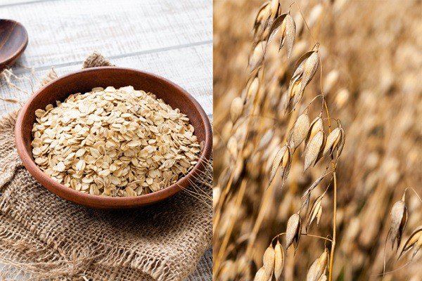 Yến mạch đã sơ chế và cây yến mạch&nbsp;