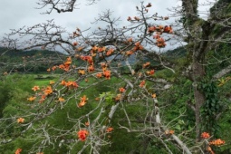 Tin tức trong ngày - Ngắm cây gạo 500 tuổi nở hoa "bung lụa" giữa đại ngàn