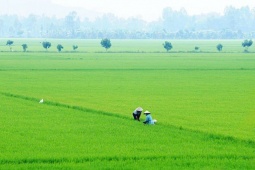 Nông dân miền Tây có thể lãi thêm 16 nghìn tỷ đồng nhờ cách trồng lúa mới