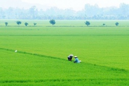 Thị trường - Tiêu dùng - Nông dân miền Tây có thể lãi thêm 16 nghìn tỷ đồng nhờ cách trồng lúa mới