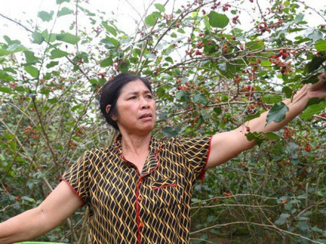 Thị trường - Tiêu dùng - Dâu tằm chín đỏ, người dân xã ven đô tất bật thu hái