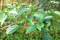 Thị trường - Tiêu dùng - Loại rau dại có vị đắng, trước không ai ngó ngàng nay thành đặc sản dân thành phố "săn lùng"