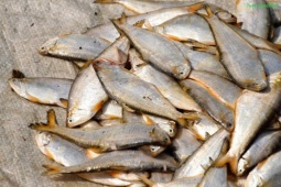 Loại cá trước chỉ cho lợn ăn, nay thành đặc sản, nhiều người chưa từng nghe tên