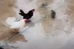 Phi thường - kỳ quặc - Liều lĩnh đối đầu với gà, chuột lĩnh "cái kết bi thương"