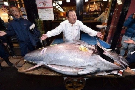 Con cá nặng 278 kg giá 72 tỷ đồng, người đàn ông vẫn xuống tiền mua