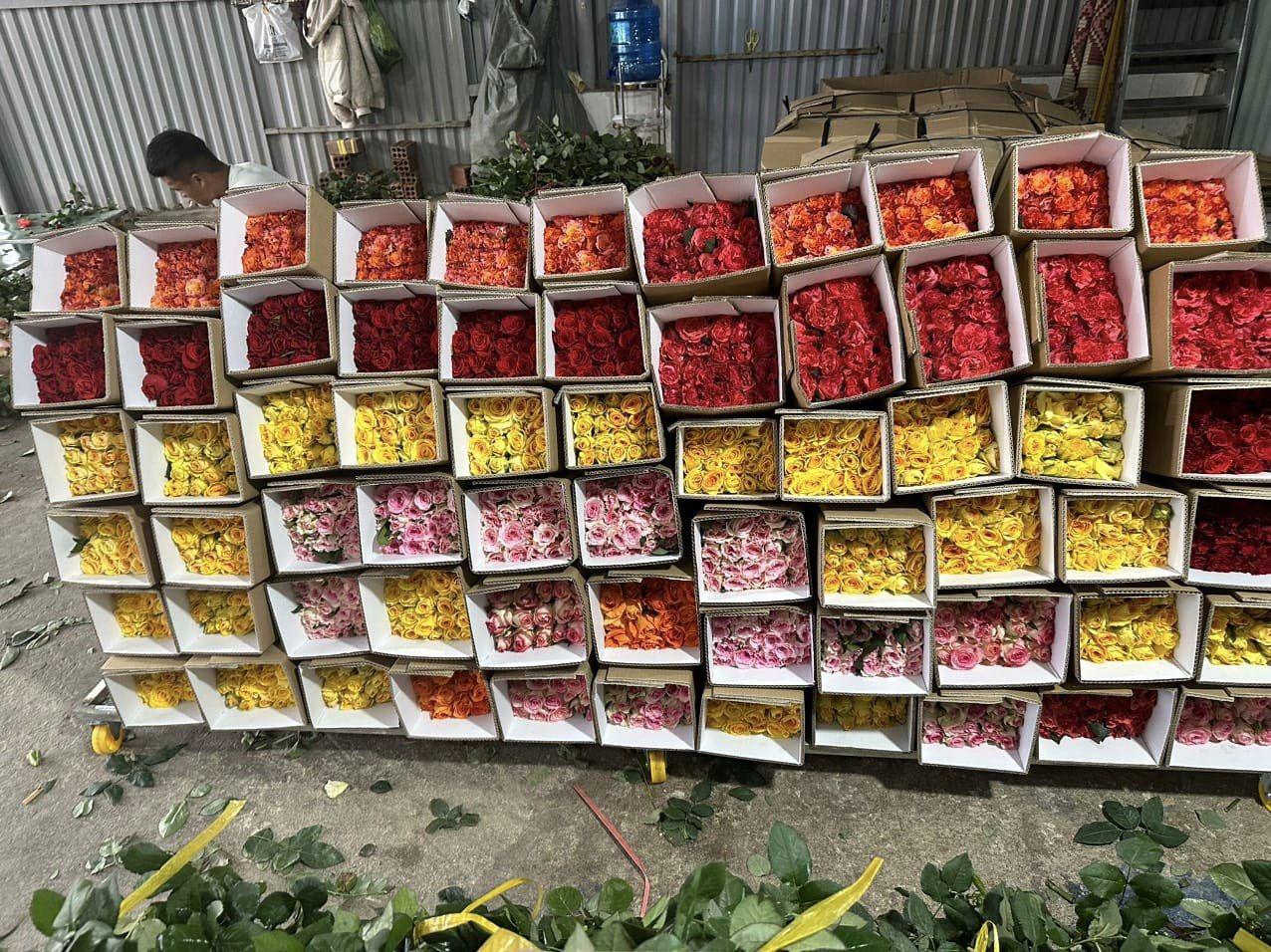 Lượng khách đặt mua vẫn rất đông, mỗi ngày dân buôn bán hàng chục nghìn bông.