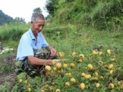 Thị trường - Tiêu dùng - “Phù phép” quả dại thành vàng, đút túi gần tỉ đồng/năm