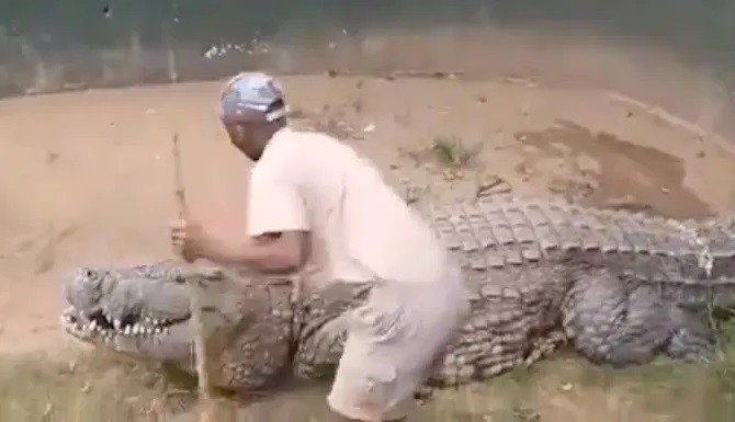 Clip: Người đàn ông bị con cá sấu dài 4,5 mét tấn công và cái kết - 1