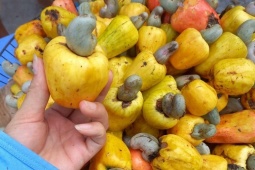 Thị trường - Tiêu dùng - Loại quả vừa quen vừa lạ, nhiều nơi cho không ai lấy, lên thành phố giá 60.000 đồng/kg