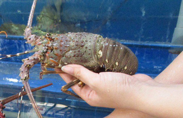 Tôm hùm xanh là sản phẩm xuất khẩu chủ lực hiện nay