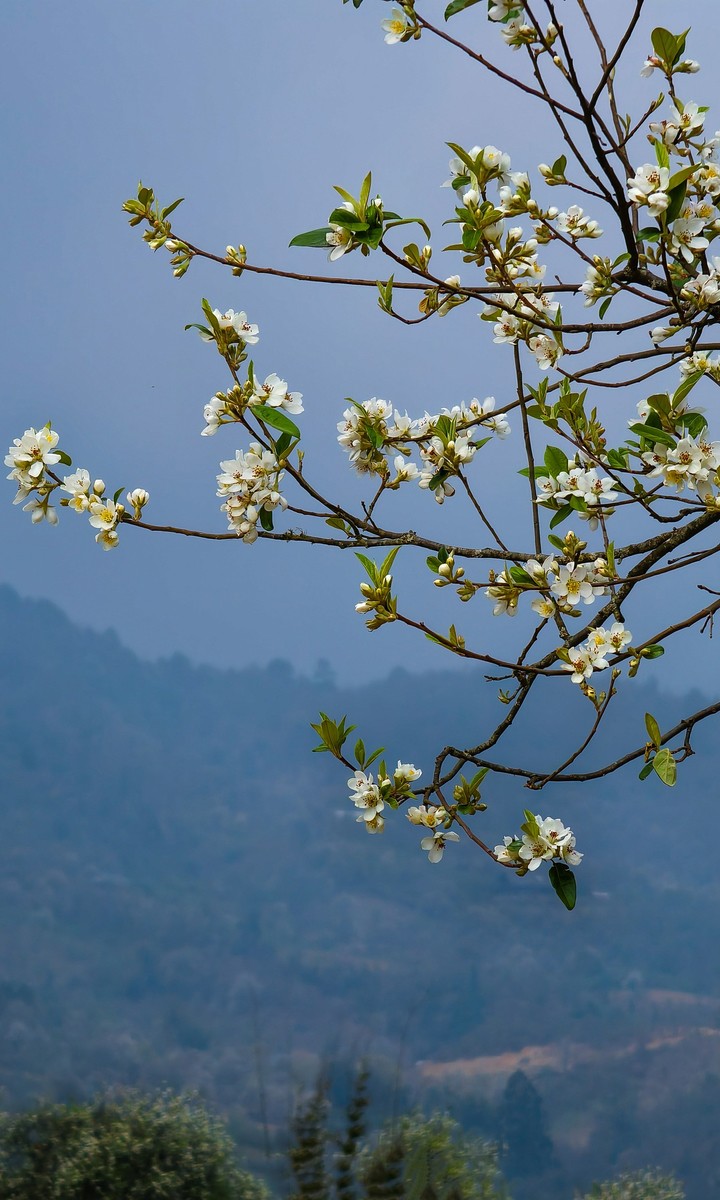 Vào thủ phủ hoa sơn tra Mù Cang Chải - 4