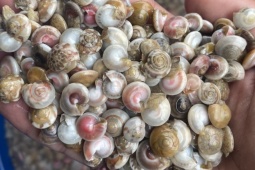 Loại ốc nhỏ như cúc áo vào mùa, dân buôn ngày bán vài tạ