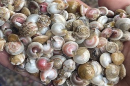Thị trường - Tiêu dùng - Loại ốc nhỏ như cúc áo vào mùa, dân buôn ngày bán vài tạ