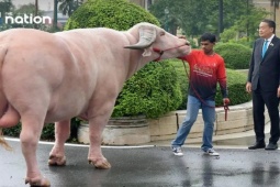 Thế giới - Thủ tướng Thái Lan đón trâu trắng "siêu sao" giá 500.000 USD