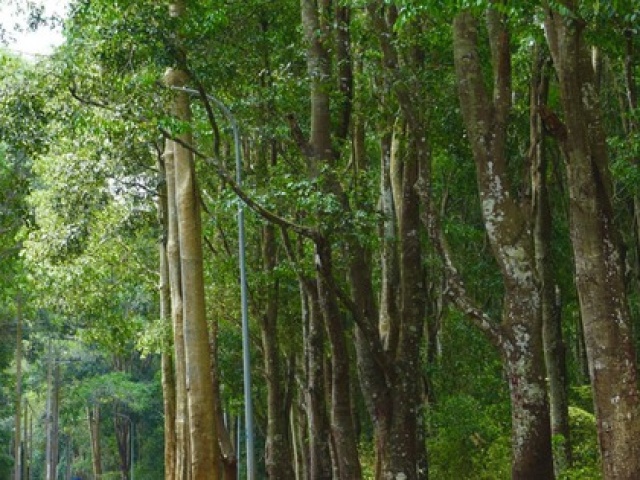 Khám phá khu rừng quý còn nguyên vẹn ở Bà Rịa- Vũng Tàu