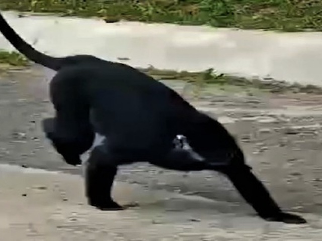 Tin tức trong ngày - Voọc gáy trắng rượt đuổi, tấn công người