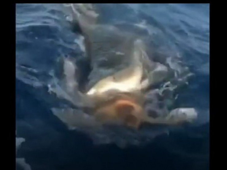 Nghẹt thở với màn “truy sát“ giữa cá mập hổ với rùa biển
