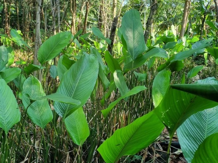 Sau Tết, lá dong “cháy” hàng, dân buôn không đủ để trả đơn