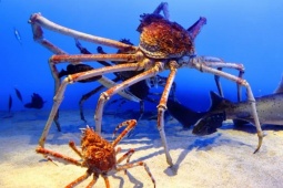 Media - Cua khủng như quái vật, sải chân lên tới 3,8 mét