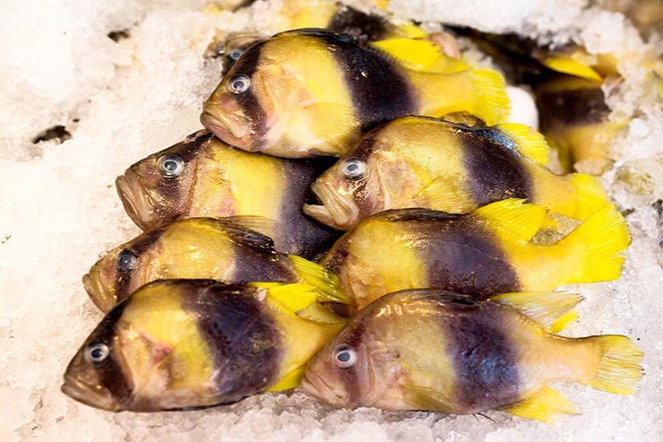 Ở vùng biển Nha Trang có một loại  cá khá hiếm, thịt thơm ngon như thịt gà nên được người dân nơi đây gọi là cá sơn gà. 
