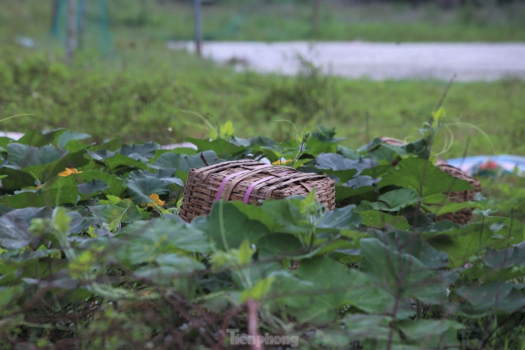 Dự án trăm tỷ chậm triển khai, khu đất 10.000m2 bỏ hoang - 11