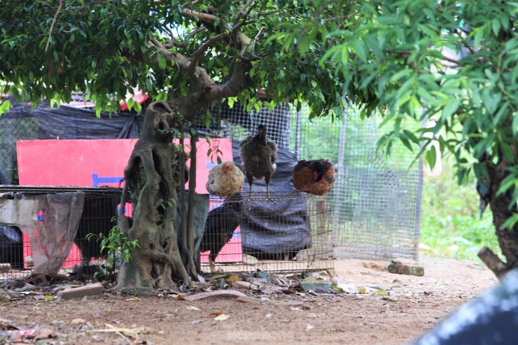 Người dân địa phương cho biết, dự án nhiều năm không triển khai khiến khu đất có vị trí đẹp trở nên nhếch nhác. “Nếu được xây dựng trung tâm thương mại sẽ làm thay đổi bộ mặt khu vực nhưng rất tiếc vẫn chưa triển khai. Người dân cũng vì thế tận dụng bãi đất trống làm sân đánh bóng chuyền, để ô tô hoặc nuôi gà, đổ rác...”, ông Hùng (62 tuổi) cho hay.
