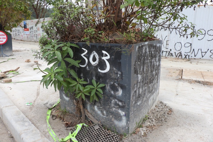 Các cây lộc vừng đều được trồng trực tiếp vào đất phía dưới nền vỉa hè, chứ không phải trồng trong bồn riêng.