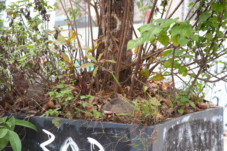 Bồn cây được làm bằng khung sắt và quây bằng nhựa đen, nhiều bồn đã có hiện tượng xiêu vẹo, bị vẽ chằng chịt biển quảng cáo vá xe.