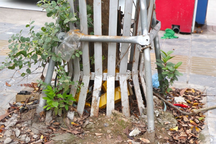 Những gốc cây bọc sắt với đầy cỏ dại và rác thải.