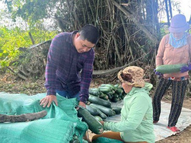 Nông dân lao đao với bí đao