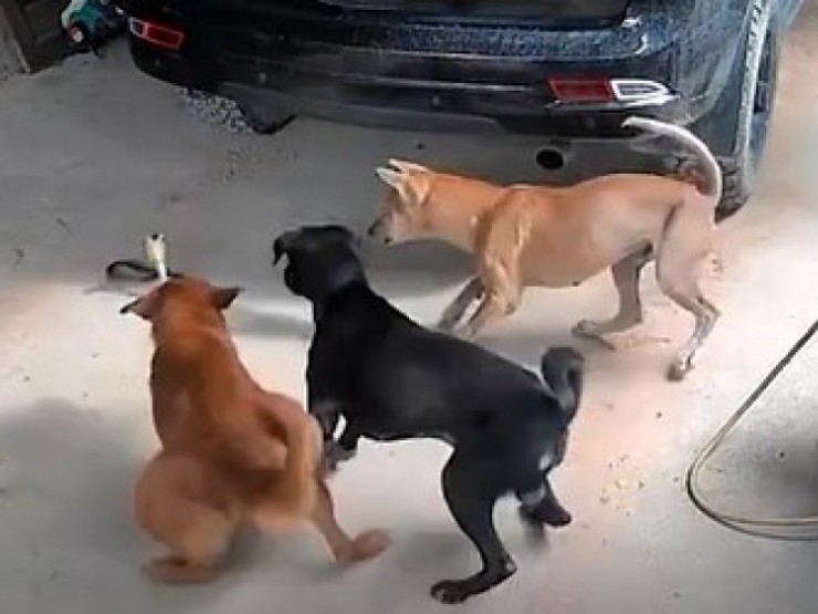 Video: Kịch tính màn “đối đầu“ giữa bộ ba chú chó nhà và “hung thần“ bò sát