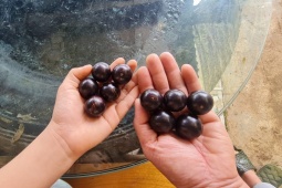 Quả nho thân gỗ bán đầy chợ mạng, giá từ 250.000 đồng/kg