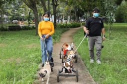 Tin tức trong ngày - Đề xuất nuôi chó, mèo phải đăng ký với chính quyền